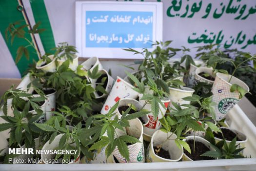 مجازات افرادی که «گل» میکارند چیست؟ مجازات افرادی که «گل» میکارند چیست؟