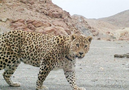 حمله پلنگ به دو نفر در خراسان رضوی حمله پلنگ به دو نفر در خراسان رضوی